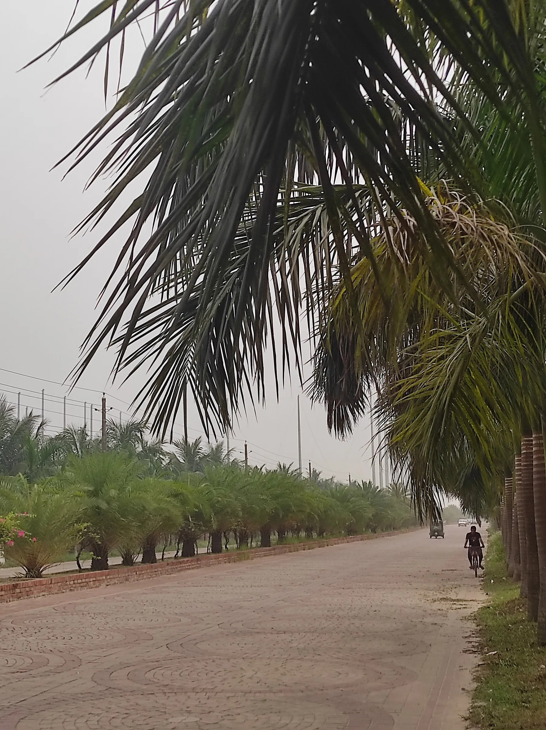 A paved, palm-lined internal road in Bashundhara Residential Area at street level